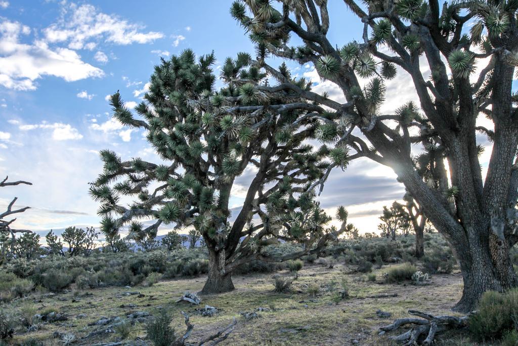 Grand Canyon Western Ranch Meadview Экстерьер фото